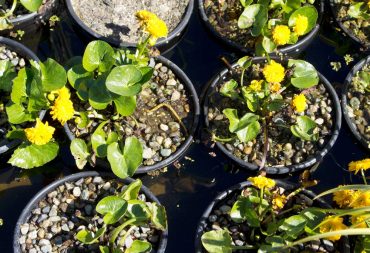 Double marsh marigold, Caltha palustris ‘Plena’