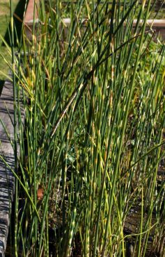 Zebra rush, Scirpus ‘Zebrinus’