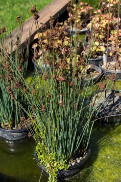 Blue rush, Juncus patans ‘Elk Blue’