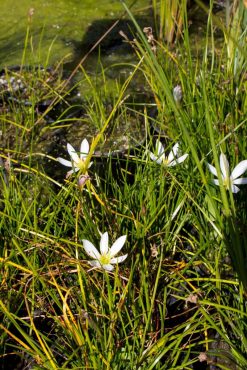 Rain lily/Fairy lily, Zephranthes candida