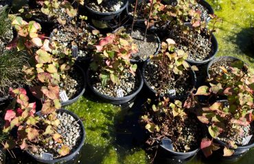 Chameleon plant, Houttuynia cordata ‘Variegata’