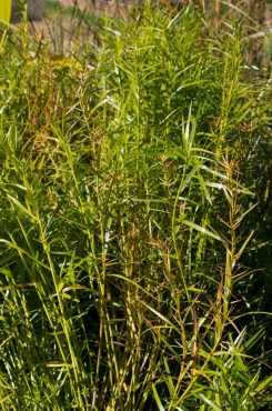 Dwarf water bamboo, Dulichium arundinaceum