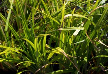 Drooping sedge, Carex pendula