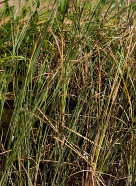 Graceful cattail, Typha laxmannii