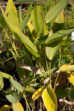 Hardy water canna, Thalia dealbata