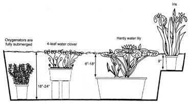 An example of a water garden planting, courtesy of Roadhouse Nursery. Going from left to right the plants include: fully submerged oxygenator plant, four-leaf water clover placed on top of bricks or cement blocks, hardy water lily with the pot on the bottom of the water garden container and iris on a shelf with only the roots submerged.