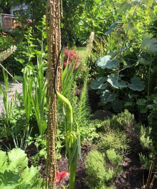 The Dr. Seuss-inspired garden of Ron Gillespie