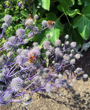 The Dr. Seuss-inspired garden of Ron Gillespie