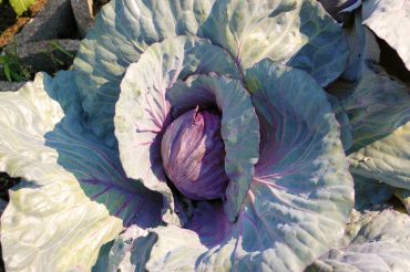 Cabbage