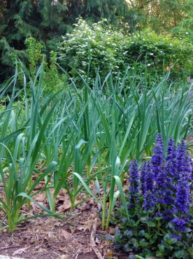 October planted garlic