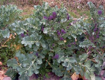 Purple Sprouting Broccoli