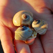 sea shells - biodiversity