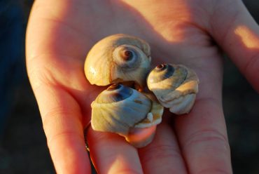 sea shells - biodiversity