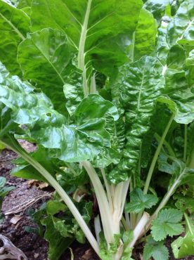 Overwintered Swiss chard