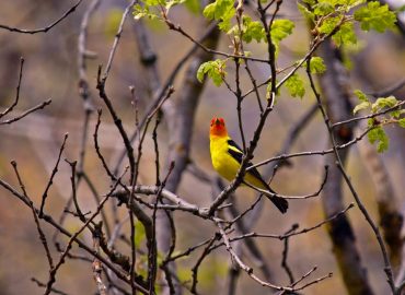 Western tanager