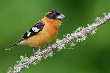 Black-headed grosbeak