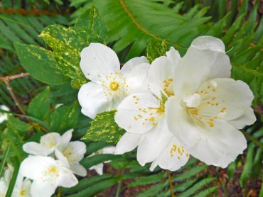 Gig Harbor Garden Tour