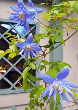 Gig Harbor Garden Tour