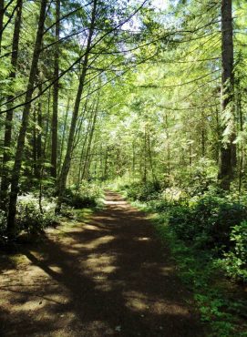 Big Pond Trail at McCormick Woods