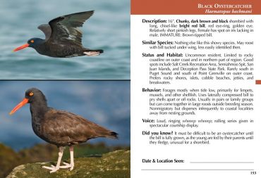 Birds of Puget Sound Book Excerpt