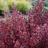 Use standout plants, like this coprosma hedge of Pacific Sunset, to stop people taking shortcuts in the garden.