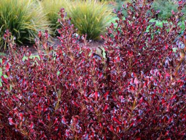 Use standout plants, like this coprosma hedge of Pacific Sunset, to stop people taking shortcuts in the garden.