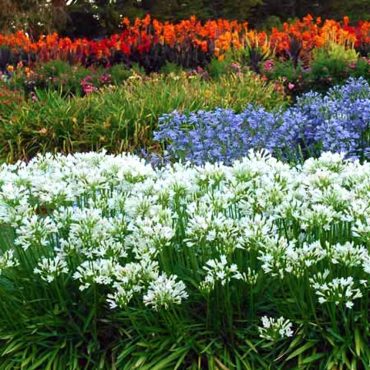 The messy garden in the background has been sorted with the punchy edging of Storm agapanthus along the front.