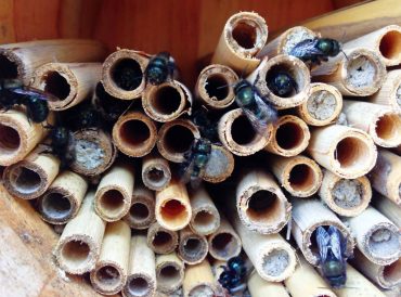 Mason bees are patiently waiting for morning sun to warm them before starting their busy day. (Photo courtesy Dave Hunter/Crown Bees)