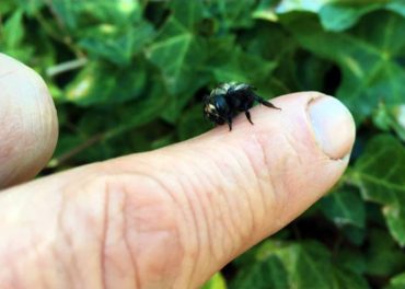 Gentle mason bees will readily crawl on your finger before the sun comes out to warm them up. (Photo courtesy Dave Hunter/Crown Bees)