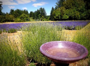 Blue Willow Lavender Farm in summer (Photo courtesy Chris Webber)