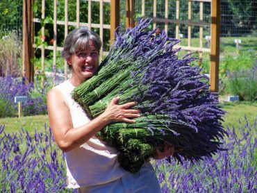 Tracy Ketts with an armload of fragrant lavender (Photo courtesy Tracy Ketts)