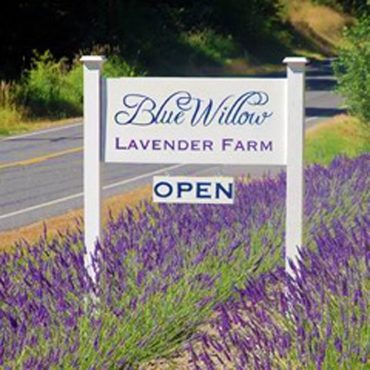 Blue Willow Lavender Farm