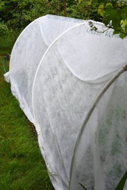 The pea-seed bed covered with Agribon row cover