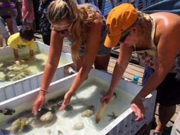 Geoduck Festival Touch Pools