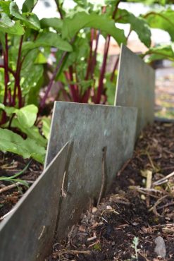 Copper barrier helps exclude slugs from a tasty crop.