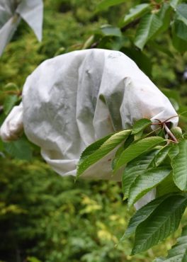 Clusters of ripening cherries protected by row-cover fabric