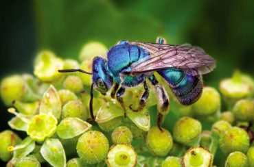 An iridescent blue orchard mason bee (Photo by Brian Buckner Photography)