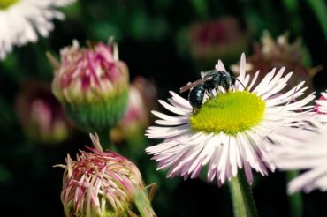 Male mason bee (Photo by Kurt Schaefer)