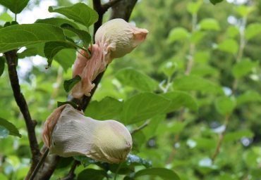 Young apples are protected with nylon footies from apple maggot and coddling moth.