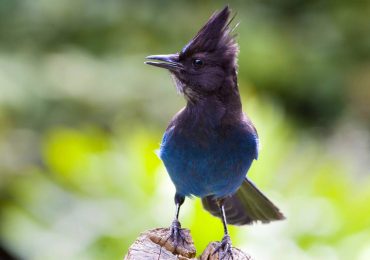 Steller’s jay