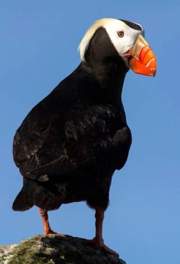 Tufted puffin