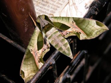 Get The Dirt - Sphinx moth Eumorpha pandorus