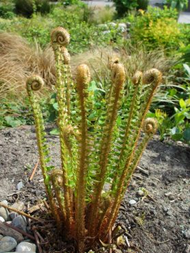 Sword fern grows in zone 3.