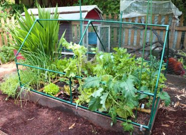 Square-Foot Gardening