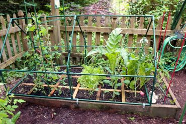 Square-Foot Gardening