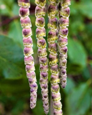 Garrya issaquahensis 'Pat Ballard' (silk-tassel bush)