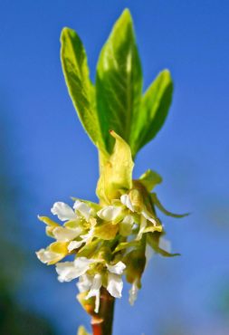 Oemleria cerasiformis flowers (Indian plum)