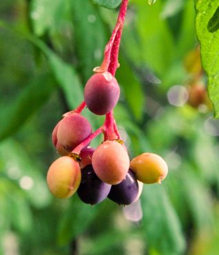 Oemleria cerasiformis fruit (Indian plum)