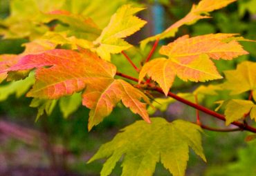 Acer 'Pacific Fire' (red-bark vine maple)