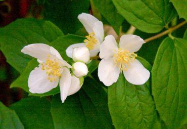 Philadelphus lewisii (mock orange)